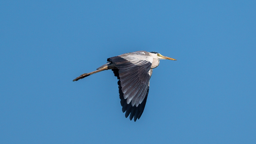 Grey Heron